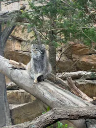 那須どうぶつ王国に投稿された画像（2026/5/6）