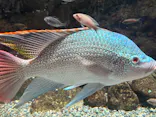 世界淡水魚園水族館　アクア・トトぎふに投稿された画像（2026/5/6）