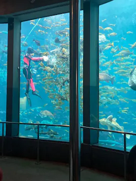 下田海中水族館に投稿された画像（2026/5/6）