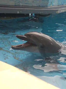 新江ノ島水族館に投稿された画像（2026/5/6）