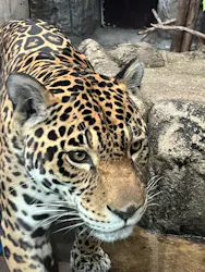 天王寺動物園に投稿された画像（2026/5/6）
