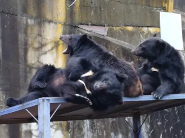 奥飛騨クマ牧場に投稿された画像（2026/5/6）