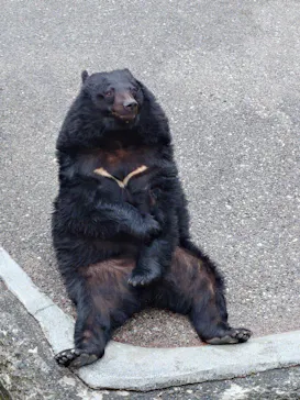 奥飛騨クマ牧場に投稿された画像（2026/5/6）