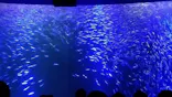 名古屋港水族館に投稿された画像（2026/5/6）
