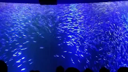 名古屋港水族館に投稿された画像（2026/5/6）