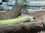 名古屋市東山動植物園に投稿された画像（2026/5/6）
