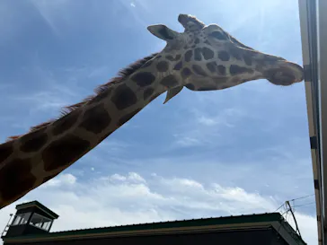 東北サファリパークに投稿された画像（2026/5/6）