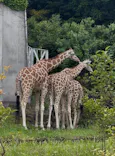名古屋市東山動植物園に投稿された画像（2026/5/6）