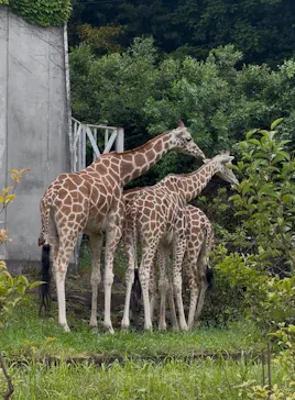 名古屋市東山動植物園に投稿された画像（2026/5/6）