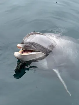 大分マリーンパレス水族館 「うみたまご」に投稿された画像（2026/5/6）
