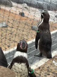 天王寺動物園に投稿された画像（2026/5/6）