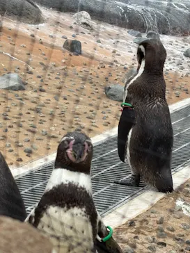 天王寺動物園に投稿された画像（2026/5/6）