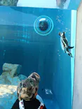 島根県立 しまね海洋館に投稿された画像（2026/5/6）