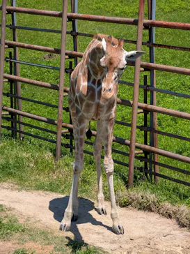 千葉市動物公園に投稿された画像（2026/5/6）