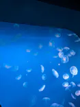 新江ノ島水族館に投稿された画像（2026/5/6）