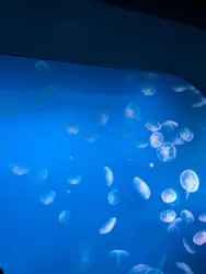 新江ノ島水族館に投稿された画像（2026/5/6）