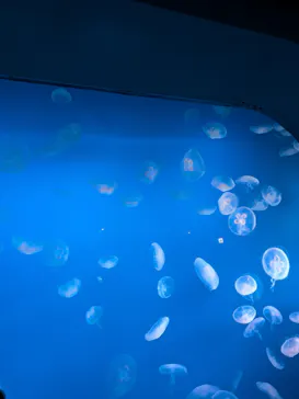 新江ノ島水族館に投稿された画像（2026/5/6）