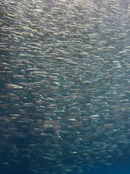 名古屋港水族館に投稿された画像（2026/5/6）
