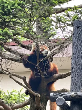 千葉市動物公園に投稿された画像（2026/5/6）