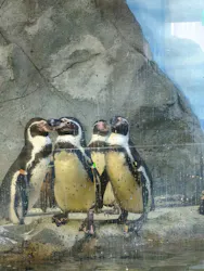 新江ノ島水族館に投稿された画像（2026/5/6）