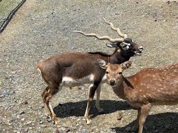岩手サファリパークに投稿された画像（2026/5/6）