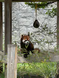 広島市安佐動物公園に投稿された画像（2026/5/6）