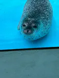 越前松島水族館に投稿された画像（2026/5/6）