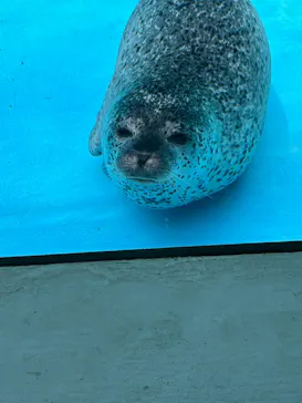 越前松島水族館に投稿された画像（2026/5/6）