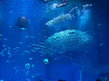 アクアワールド茨城県大洗水族館に投稿された画像（2026/5/7）