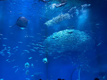 アクアワールド茨城県大洗水族館に投稿された画像（2026/5/6）