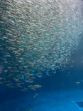 名古屋港水族館に投稿された画像（2026/5/7）