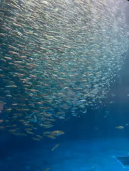 名古屋港水族館に投稿された画像（2026/5/6）
