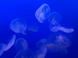 新江ノ島水族館に投稿された画像（2026/5/7）