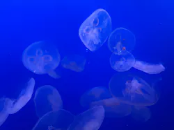 新江ノ島水族館に投稿された画像（2026/5/6）