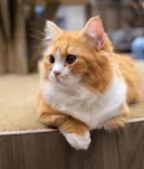 猫カフェモカ　渋谷公園通り店に投稿された画像（2026/5/7）