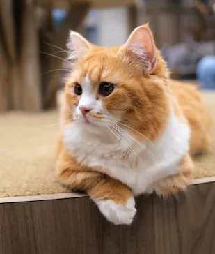 猫カフェモカ　渋谷公園通り店に投稿された画像（2026/5/6）