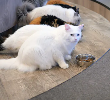 猫カフェモカ　渋谷公園通り店に投稿された画像（2026/5/6）