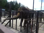 ANIMAL WONDER REZOURT 市原ぞうの国・サユリワールドに投稿された画像（2026/5/7）