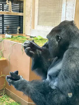 名古屋市東山動植物園に投稿された画像（2026/5/6）