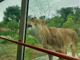 多摩動物公園 ライオンバス乗車券に投稿された画像（2026/5/7）
