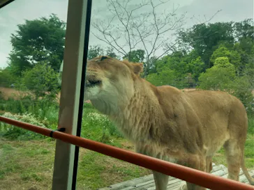 多摩動物公園 ライオンバス乗車券に投稿された画像（2026/5/6）