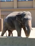 天王寺動物園に投稿された画像（2026/5/7）