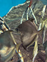 世界淡水魚園水族館　アクア・トトぎふに投稿された画像（2026/5/6）