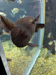 世界淡水魚園水族館　アクア・トトぎふに投稿された画像（2026/5/6）