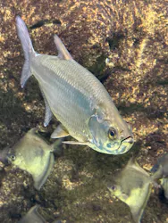 世界淡水魚園水族館　アクア・トトぎふに投稿された画像（2026/5/6）