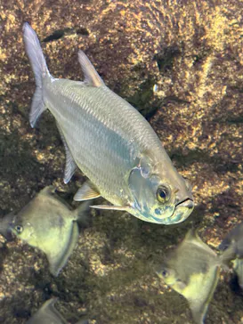世界淡水魚園水族館　アクア・トトぎふに投稿された画像（2026/5/6）