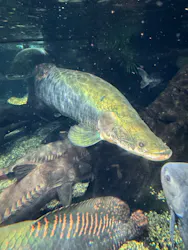 世界淡水魚園水族館　アクア・トトぎふに投稿された画像（2026/5/6）