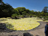 日本庭園　由志園に投稿された画像（2026/5/7）