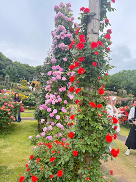京成バラ園に投稿された画像（2026/5/6）