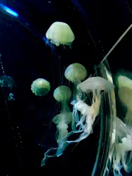 名古屋港水族館に投稿された画像（2026/5/7）